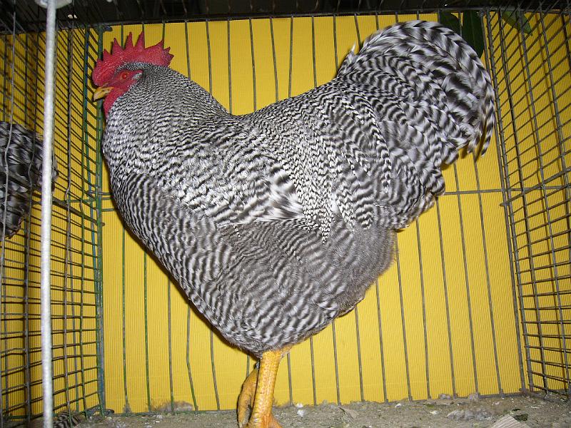 Hannover 2008 021.jpg - Amrocks gestreift von Egon Kieser Preis V 97 BB